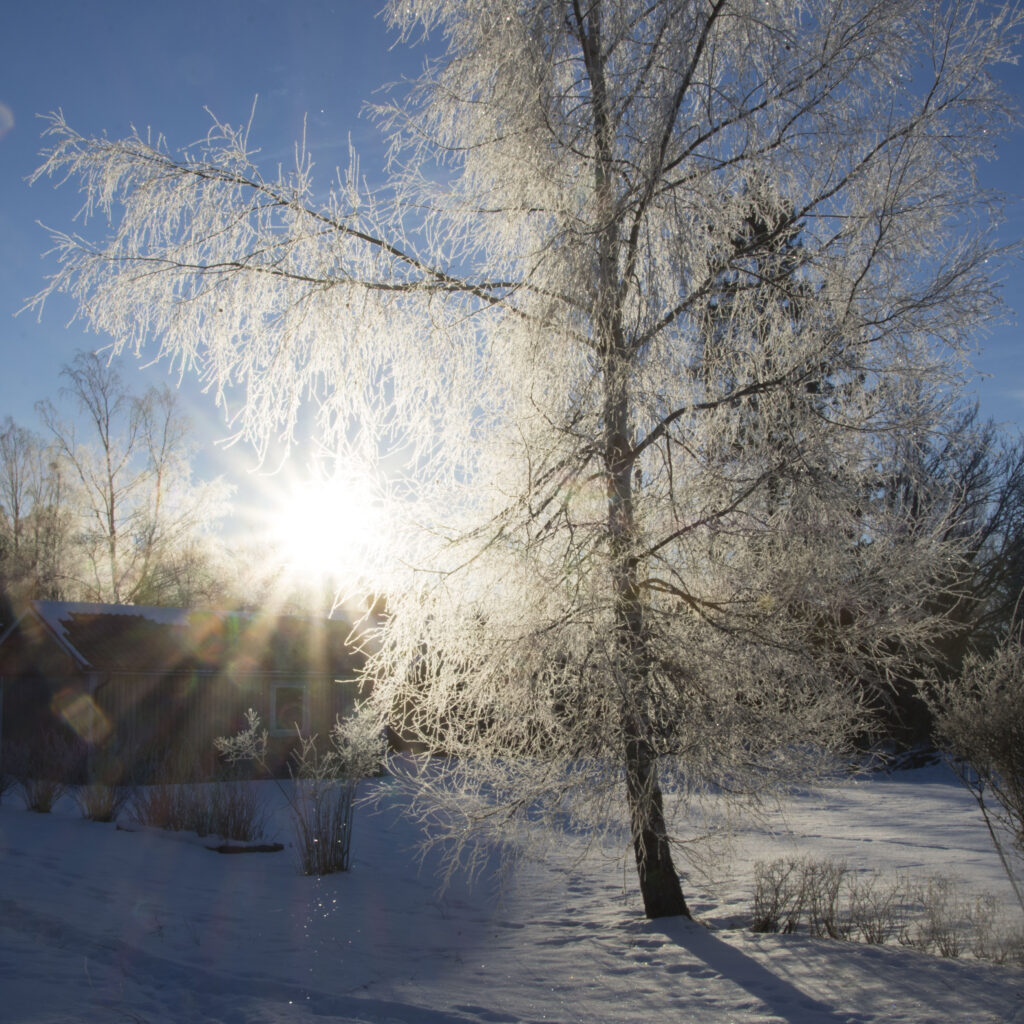 Vinterbild i soluppgång